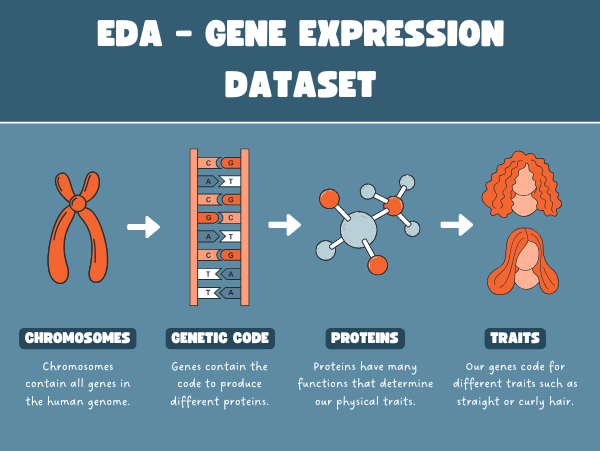 EDA on Gene Expression Dataset screenshot
